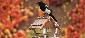 A black and white bird perching on a homemade bird house/feeder in front of a blurred fall background in shades of red, orange, green, and yellow.