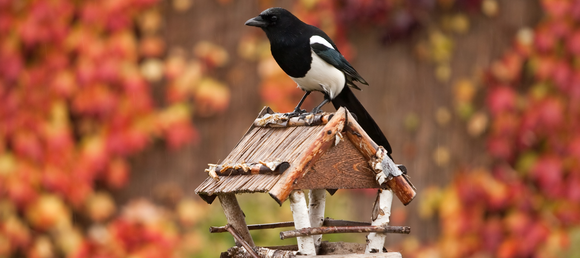 A black and white bird perching on a homemade bird house/feeder in front of a blurred fall background in shades of red, orange, green, and yellow.