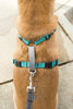 PetSafe 3 in 1 Black Dog Harness