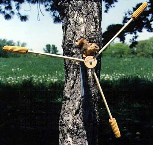 Songbird Essentials Squirrel A Whirl