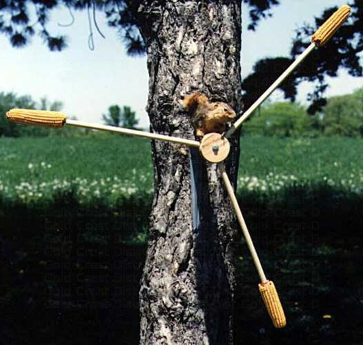 Songbird Essentials Squirrel A Whirl