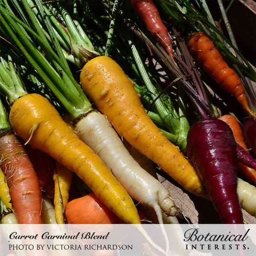 Botanical Interests Carnival Blend Carrot Seeds