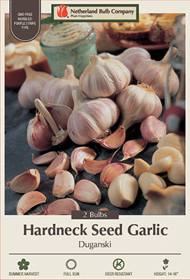 Netherland Bulb Hardneck Seed Garlic - Marbled Purple Stripe