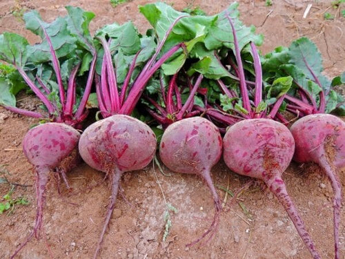 Seedway Detroit Dark Red Beet (Organic)