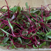 Seedway Detroit Dark Red Beet (Organic)
