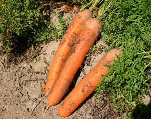 Seedway Scarlet Nantes Carrot (Treated Seed)