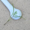 Seedway Dill Dukat (Not Treated)