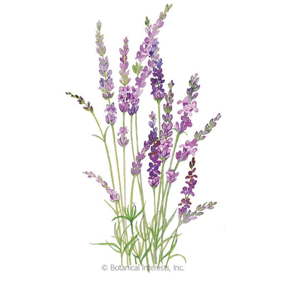 Botanical Interests English Tall/Vera Lavender Seeds