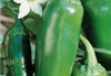 SEEDS OF CHANGE™ ORGANIC JALAPENO CHILE PEPPER SEEDS