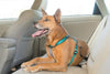 PetSafe 3 in 1 Plum Dog Harness