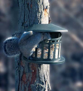 WoodLink Squirrel Diner 2 Feeder
