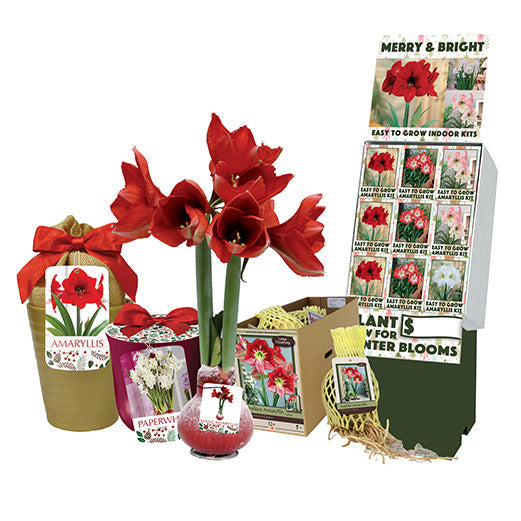 Netherland Bulb Company HG Essentials Amaryllis Holiday Gift Growing Kit