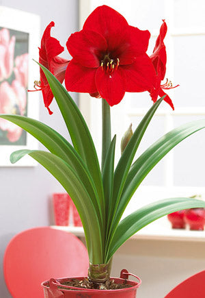 Netherland Bulb Company Large Flowering Amaryllis hippeastrum Galaxy 'Red Lion'