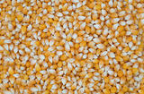 Poulin Grain Whole Corn